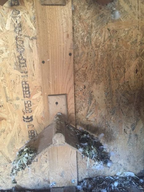 8AA9C777-DFD6-465C-8FF9-FF849E61D196 - Pescarusi chinezi 2017