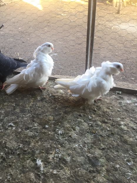 CDEC64E8-B76F-465A-8710-6B8FE4AFAA8B - Pescarusi chinezi 2017