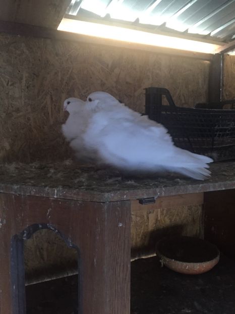 5AB47FFC-0616-4EFA-BF70-8778E864C1BB - Pescarusi chinezi 2017