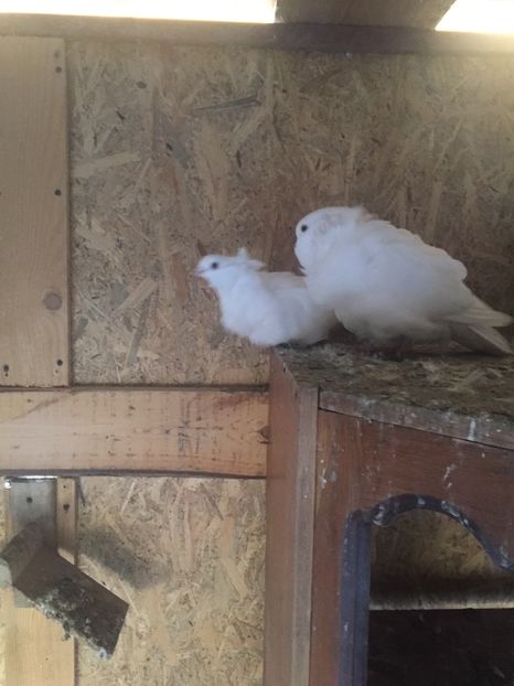 8D196D9E-350A-4179-89C9-D0EA7B8049BE - Pescarusi chinezi 2017