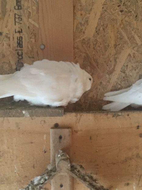 59B65C41-5E04-406E-A83E-B185F779560B - Pescarusi chinezi 2017