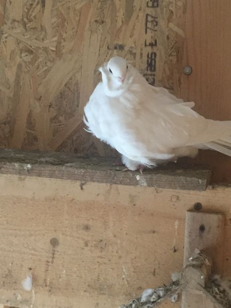 8B3E25F5-5170-45FA-BF38-552D86470D55 - Pescarusi chinezi 2017