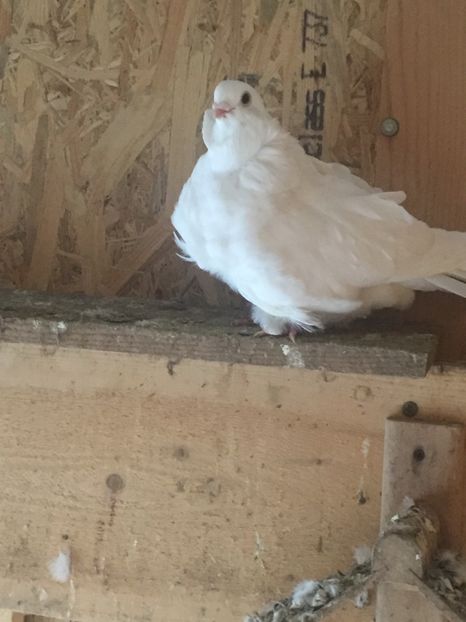 88C5319B-D36F-4400-A342-D22868607DA4 - Pescarusi chinezi 2017