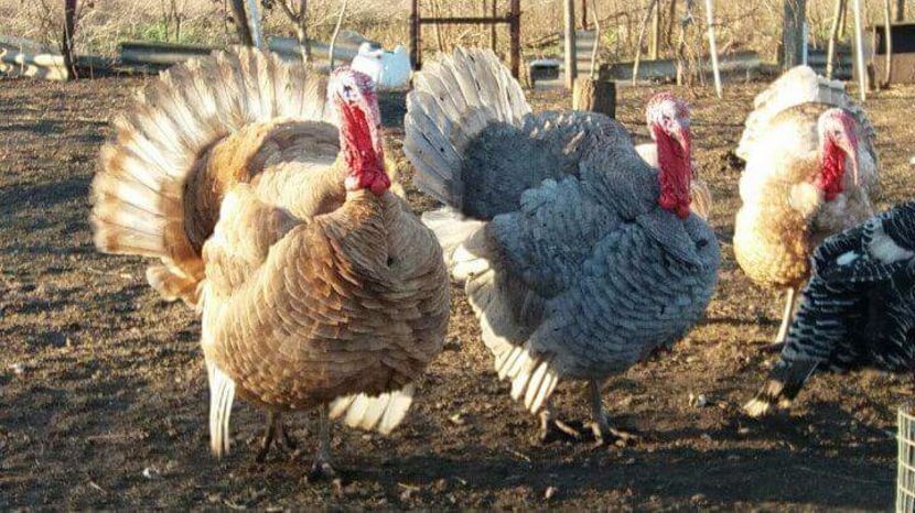 received_1753720264701863 - Curci 2018