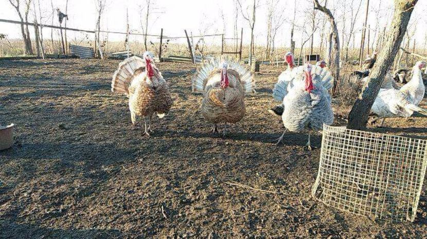 received_1753716441368912 - Curci 2018