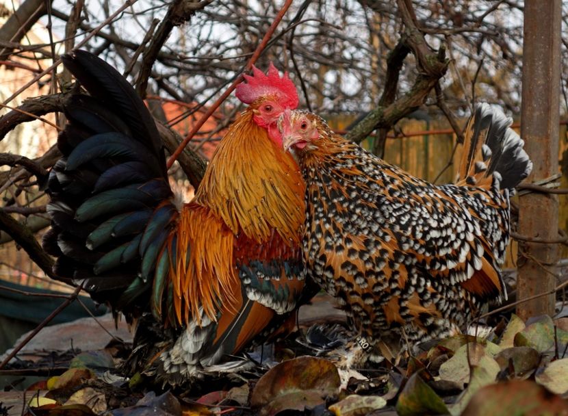  - G - Mii de flori 2018