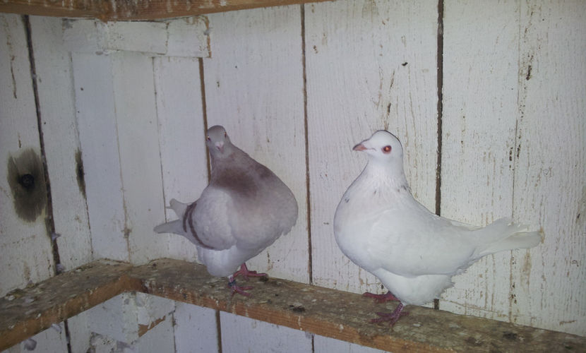 Perechea 1   . - 02 TEXANI