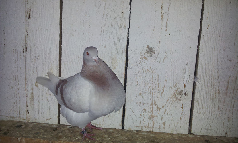 F    2016  -  18759 EE - H10 Perechea 1 . - 02 TEXANI