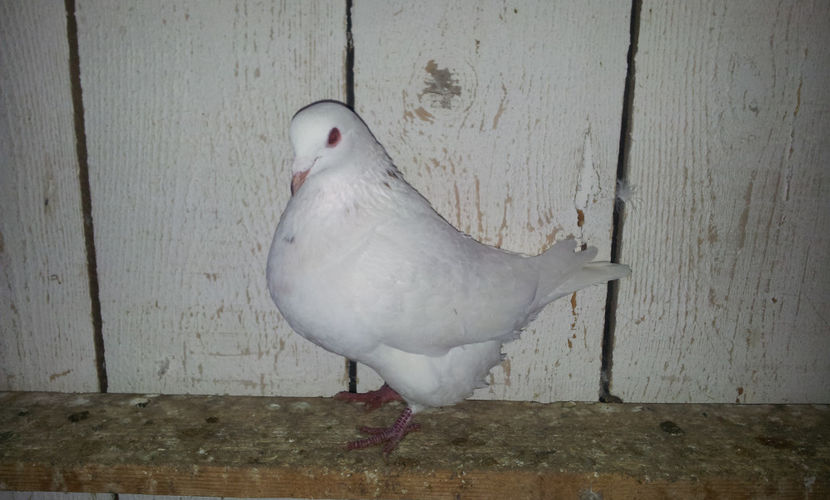 M  2016 - 18794EE - H10    Perechea 1  . - 02 TEXANI