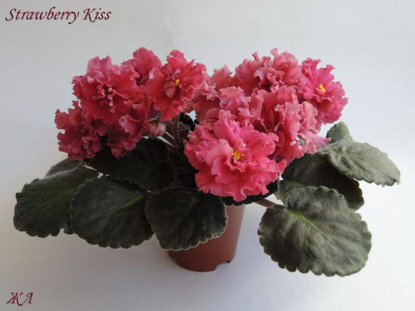 strawberry kiss - Pui disponibili - epuizat