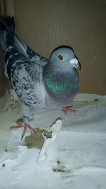  - dungati cod albi romanesti