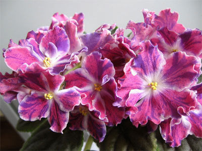 Pavlina - Pui disponibili - epuizat