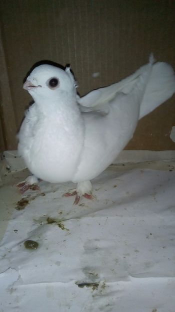  - de vanzare sau schimb