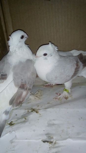  - de vanzare sau schimb