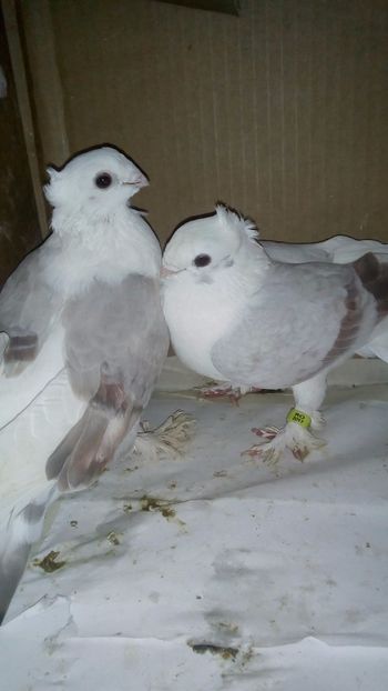  - de vanzare sau schimb