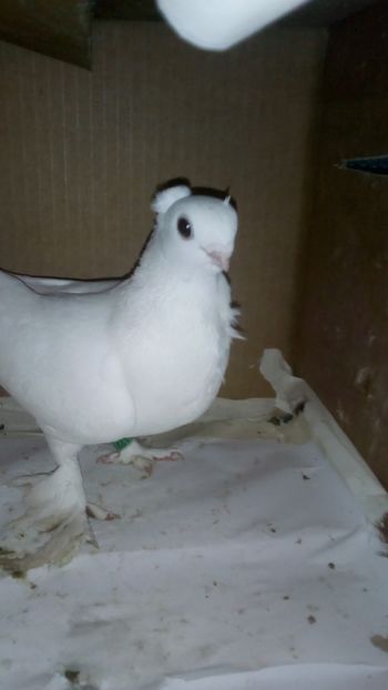  - de vanzare sau schimb