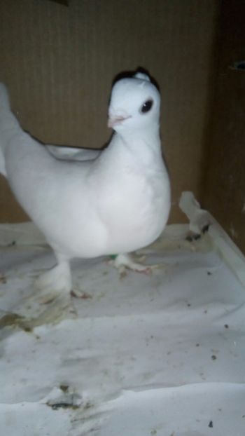  - de vanzare sau schimb