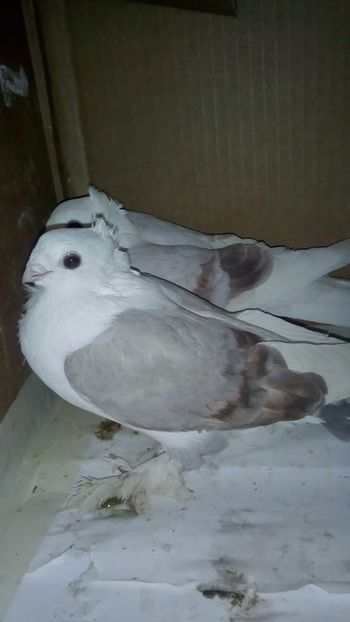  - de vanzare sau schimb