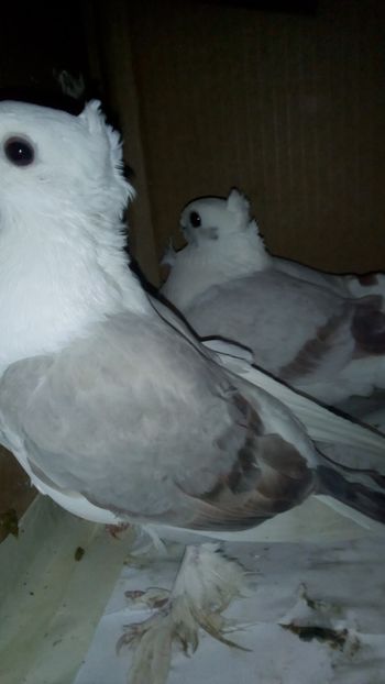  - de vanzare sau schimb