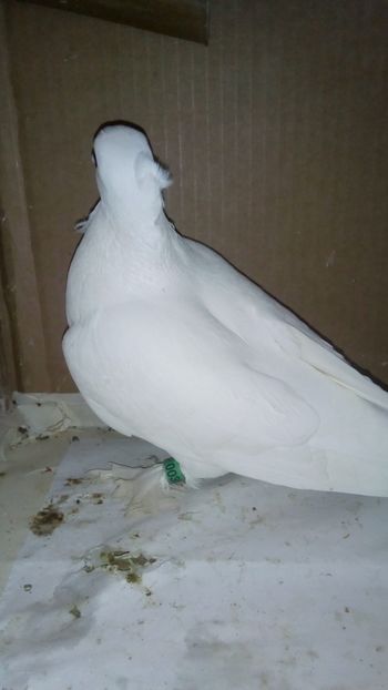  - de vanzare sau schimb