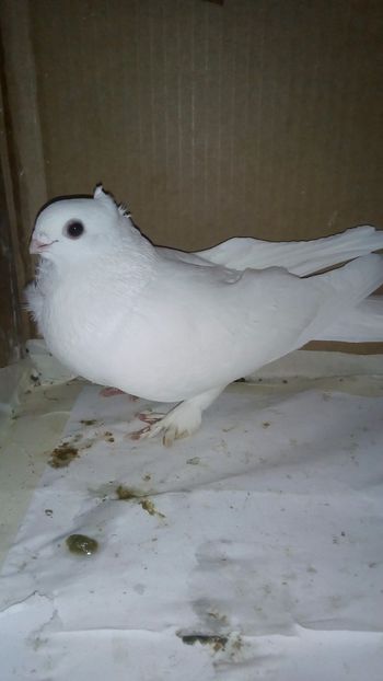  - de vanzare sau schimb