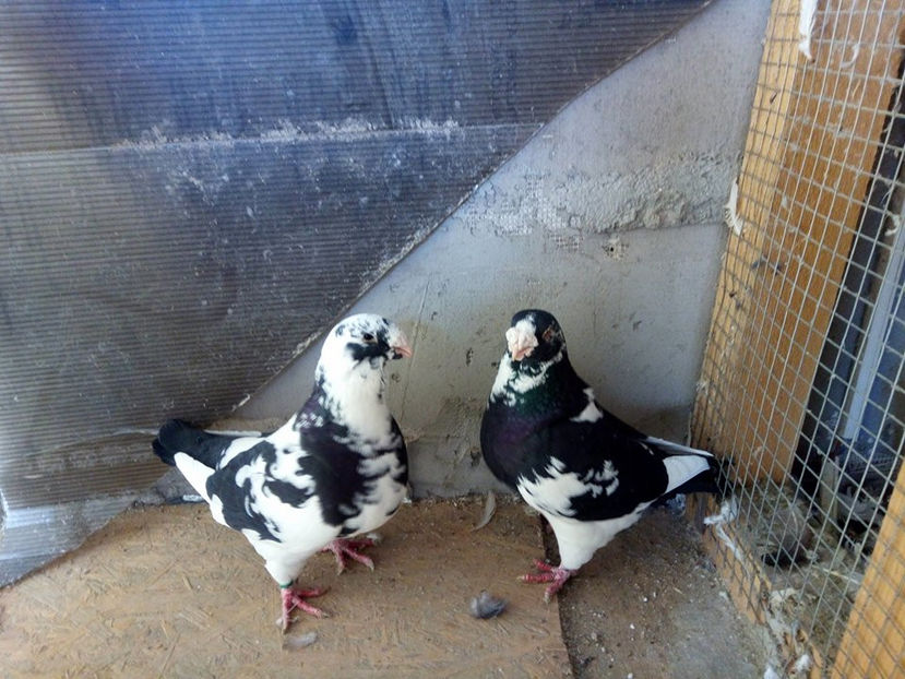 F 2013 M 2014 - 2l DE VANZARE