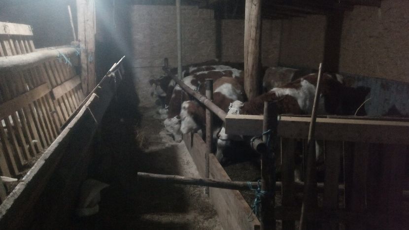  - tauri baltata romaneasca