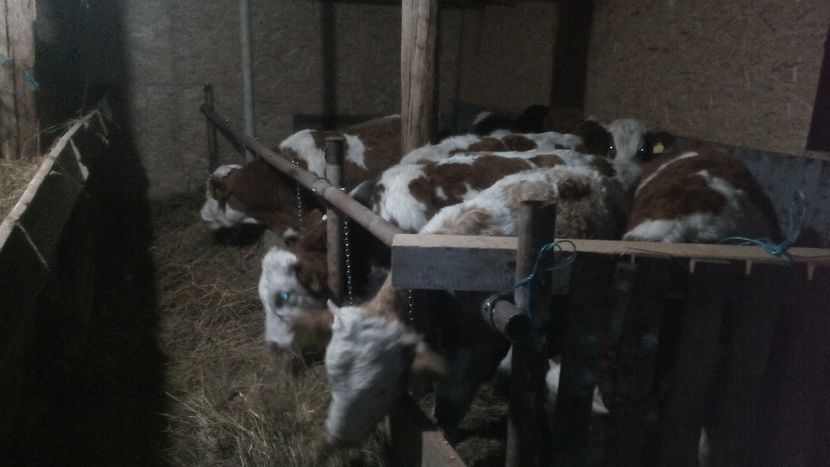  - tauri baltata romaneasca