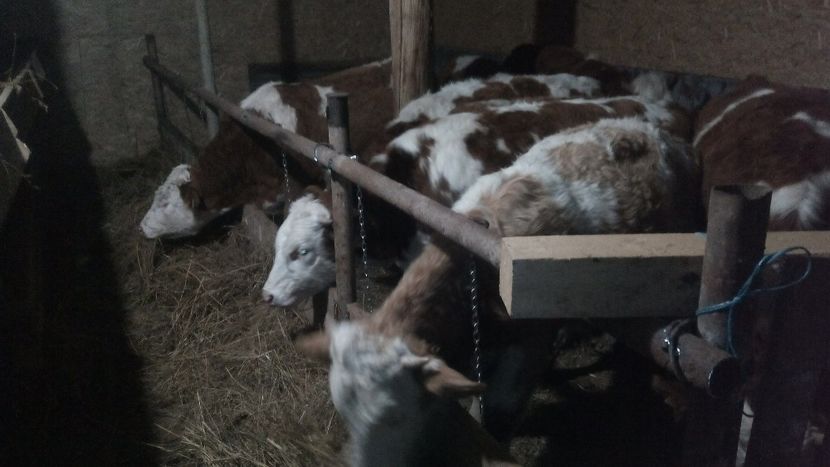  - tauri baltata romaneasca