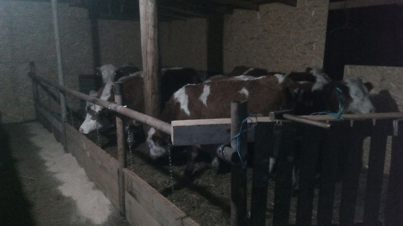  - tauri baltata romaneasca