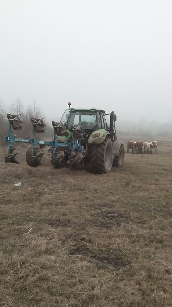  - tauri baltata romaneasca