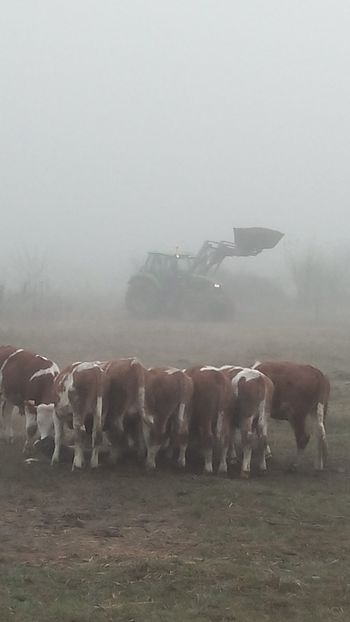  - tauri baltata romaneasca