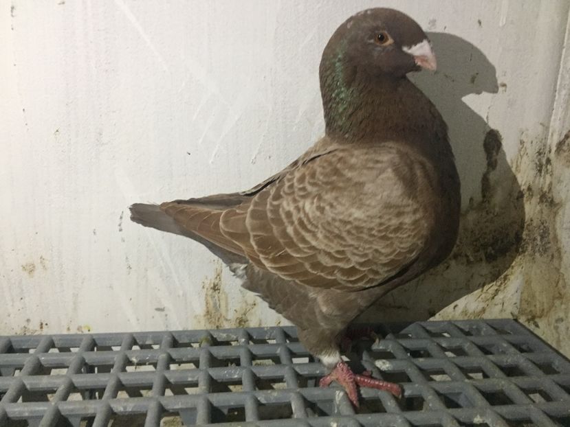 A revenit acasa - Achizitii 2018