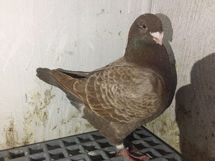 F 2016 - Achizitii 2018