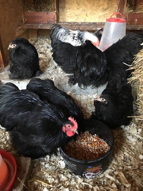 96DD088A-B138-4D7E-8A74-CC574A2D0E8C - COCHI PITIC NEGRU 2018