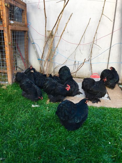 66D30300-2C0C-4854-BF26-BD82DF66C9EBj - COCHI PITIC NEGRU 2018