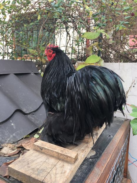 DE33A9FA-CDD7-4F92-9DA0-85474E505190 - COCHI PITIC NEGRU 2018