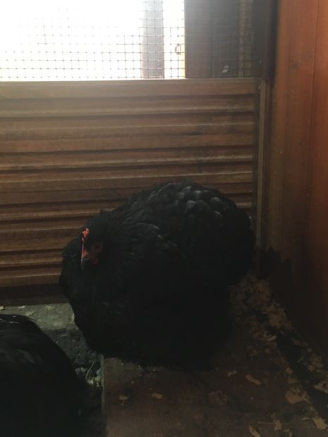 6ABDEBD9-9BD1-4093-BC6F-123576A3C7F9 - COCHI PITIC NEGRU 2018