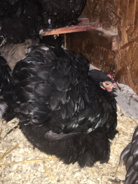 2E92E97D-99B1-478F-8A22-C63276F6CB75 - COCHI PITIC NEGRU 2018