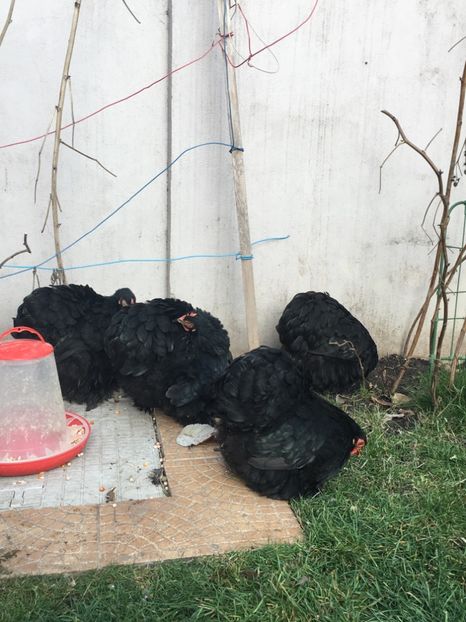 98296471-C51E-45AC-8AA0-65380183E446 - COCHI PITIC NEGRU 2018