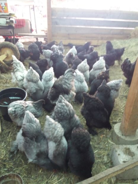  - BRAHMA ALBASTRU 2018