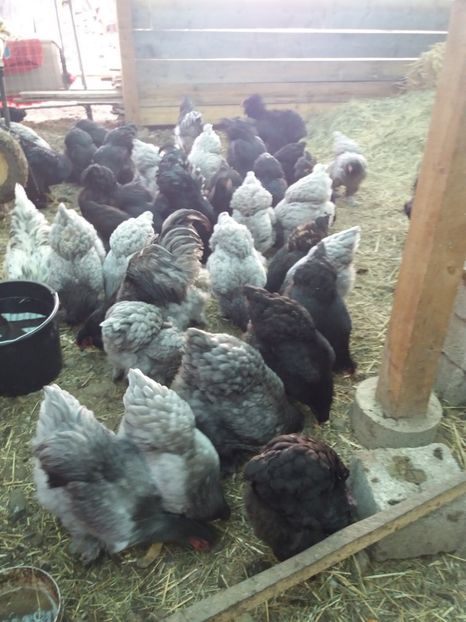  - BRAHMA ALBASTRU 2018