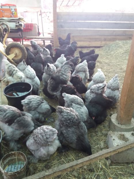  - BRAHMA ALBASTRU 2018