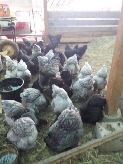  - BRAHMA ALBASTRU 2018