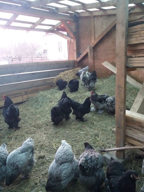  - BRAHMA ALBASTRU 2018