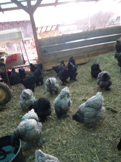  - BRAHMA ALBASTRU 2018