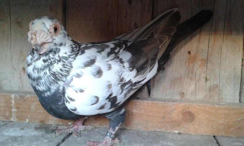 CRS 050 - G1 _ carunculați - noiem 2017