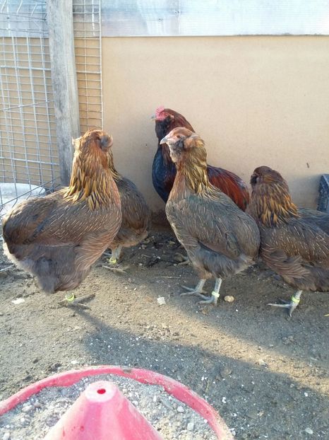 IMG-20171225-WA0010 - 2018 Araucana Potarnichiu familia nr 3