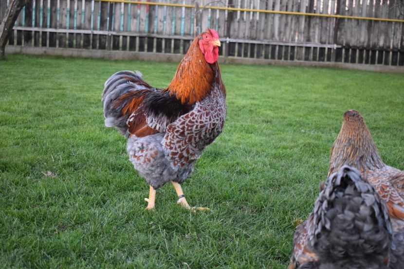  - Cocosi pentru 2018