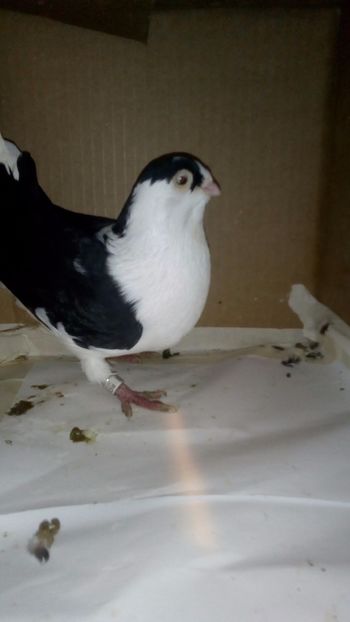  - galateni matca 2017